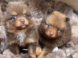 Pomeranian puppies last 2 BOYS