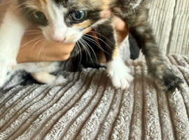 2 female kittens available