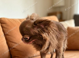 Chocolate apple head female chihuahua