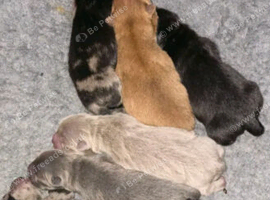 Chow chow pups