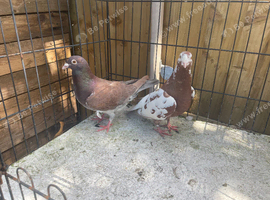 Muleuman racer pigeons for sale in Birmingham