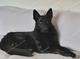 German shepherd stud