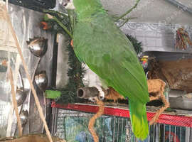 Large 12 year old amazon extremely tame