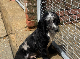 Cocker spaniel pup