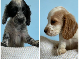 Cockerspaniel puppies
