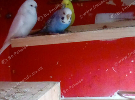 4 x beautiful budgies
