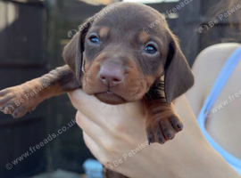 Chocolate and tan female