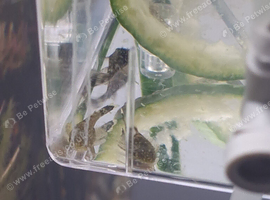 Common bristlenose plecos babies