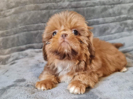 Kc registered Shih tzu  puppies