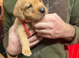 Labrador puppies