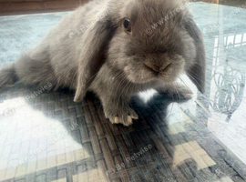 1 friendly boy bunny left