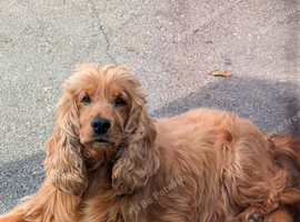 Show Type Cocker Spaniel Girl