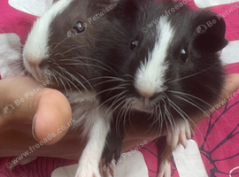 2 girls ready for new home