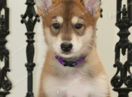 Timber Dog puppies - Fully vaccinated & ready to leave