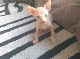 Canadian Sphynx ready to leave now