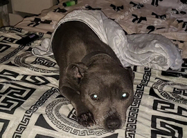 Blue staffy female