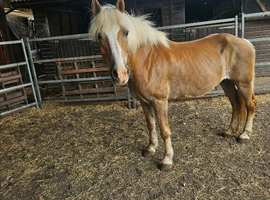 Registered pedigree Austrian bred Haflinger mare