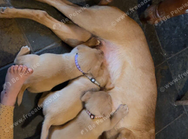 Kc reg fox red labs