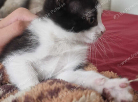 Kitten