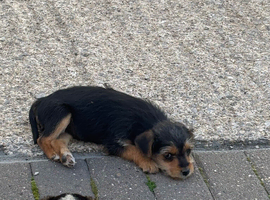 Border Lakeland x puppy&rsquo;s for sale