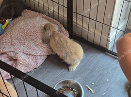 Mini lop