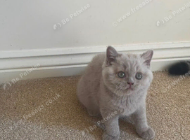 Beautiful lailac female kitten
