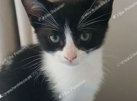 Lovely Male Kitten &ndash; Ready for a Loving Home.