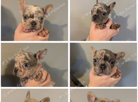 Gorgeous French bulldogs