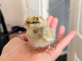 Serama chicks