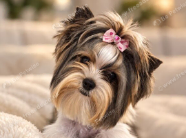 Tiny Miniature Biewer Yorkie Girl - Doll-Like Beauty