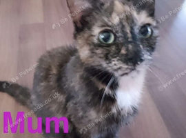 4 Lovely Kittens<3 READY NOW!! Looking Forever Home