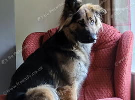 Wanted gsd stud dog