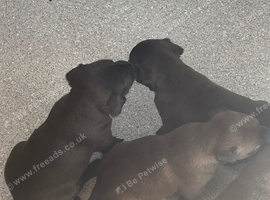 Full bred Pattidale pups