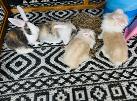 Gourgous bunnies looking for new home