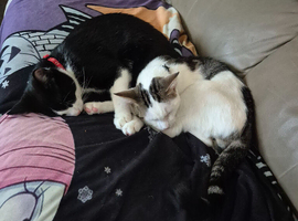 A pair of brothers