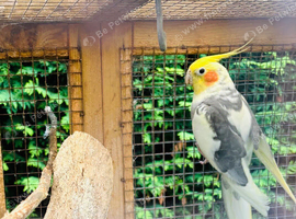 Male Pied Cockatiel