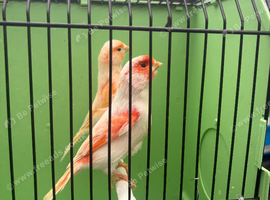 Mosaic canaries