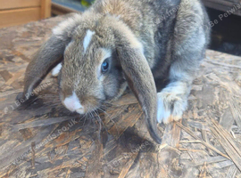 Lop eared and Mini Rex bunnies
