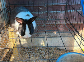 Male rabbit for sale