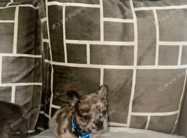 Dwkc fluffy French bulldogs