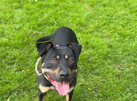 Rottie X Mal mix