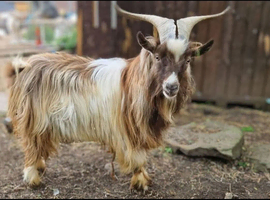 Gorgeous billy for sale