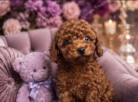 Asian Poodle Girl Puppy