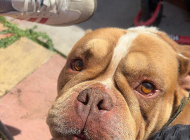 Whizz  pocket bully 5 years old