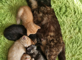 5 Little babies