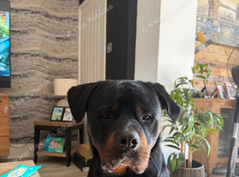 Beautiful natured Boy