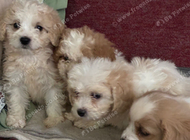 Cavachon Puppies