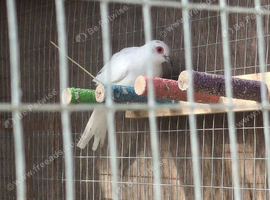 Pied Diamond Doves