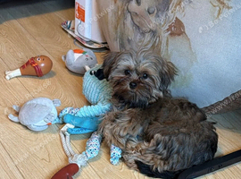 Female Shih Tzu Puppy