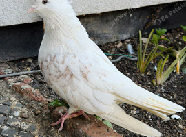 Iranian male